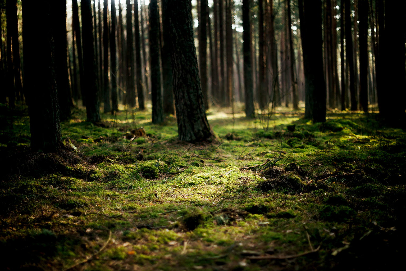 Sustainability-forest.jpg Sustainability-forest.jpg
